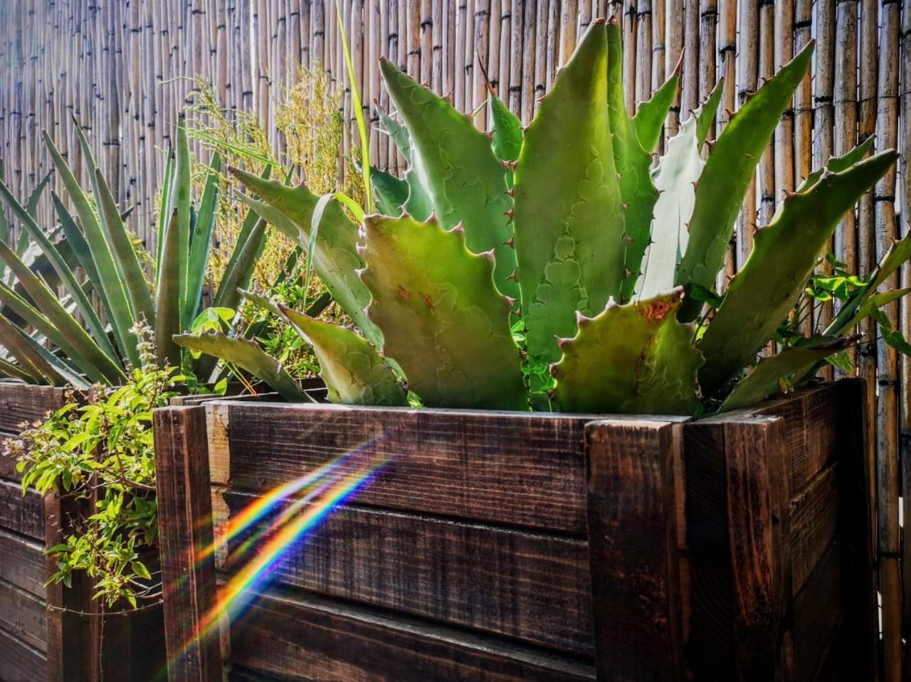 El Diablo Y La Sandia B&B Oaxaca Ngoại thất bức ảnh